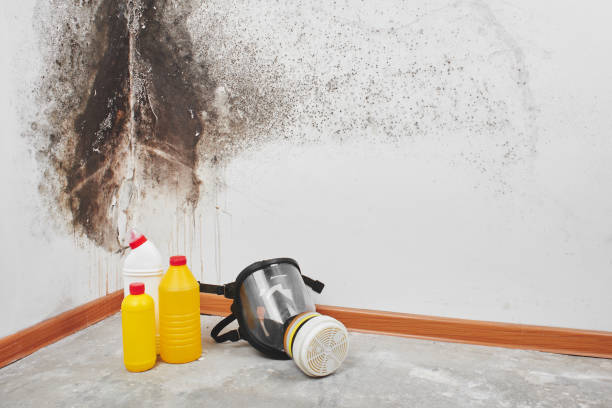 Reliable Middlesex, NJ Mold Removal Solutions