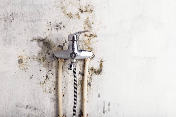 Best Residential Mold Removal  in Middlesex, NJ