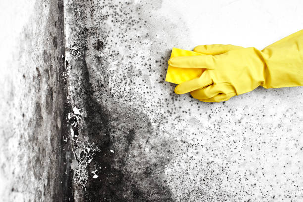 Mold Testing and Removal in Middlesex, NJ