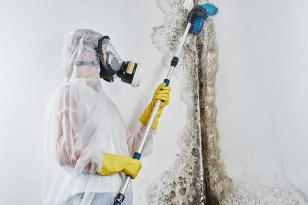 Attic Mold Removal in Middlesex, NJ