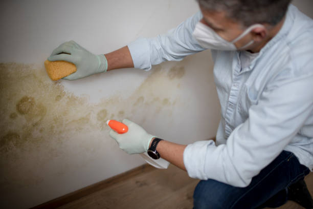 Best Emergency Mold Removal  in Middlesex, NJ