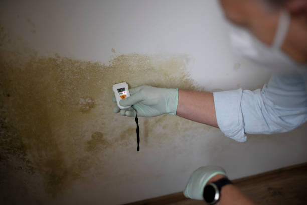 Best Office Mold Removal Services  in Middlesex, NJ
