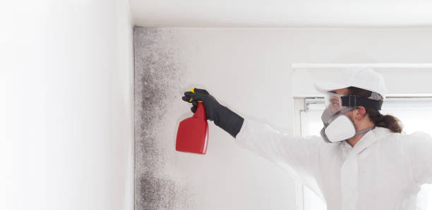 Mold Removal Process in Middlesex, NJ
