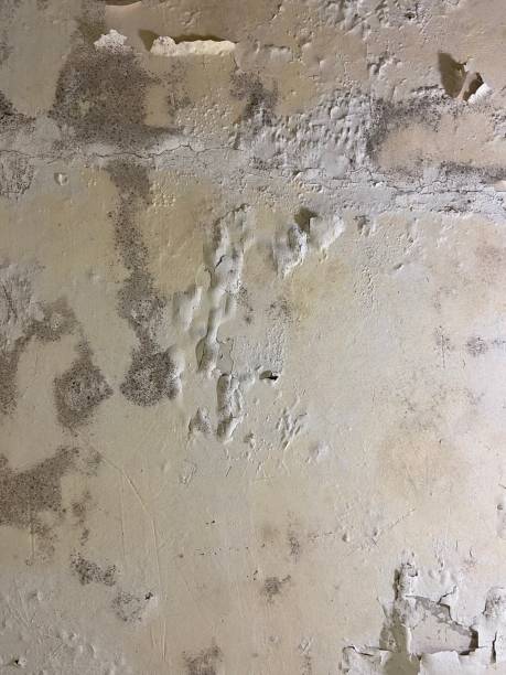 Best Emergency Mold Removal  in Middlesex, NJ