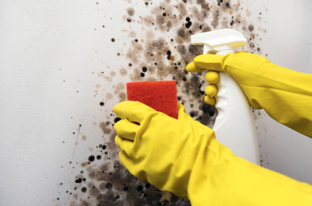 Best Crawl Space Mold Removal  in Middlesex, NJ
