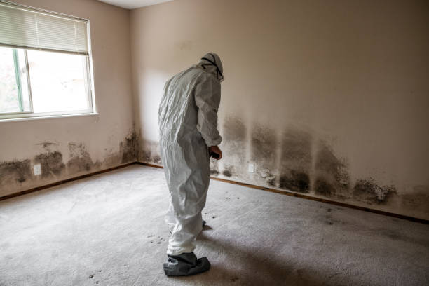 Best Black Mold Removal  in Middlesex, NJ