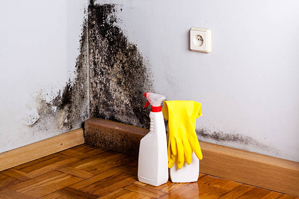 Best Mold Cleaning Services  in Middlesex, NJ