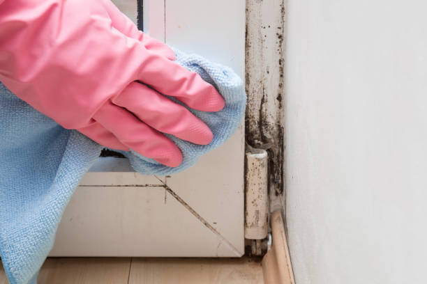 Best Certified Mold Removal  in Middlesex, NJ